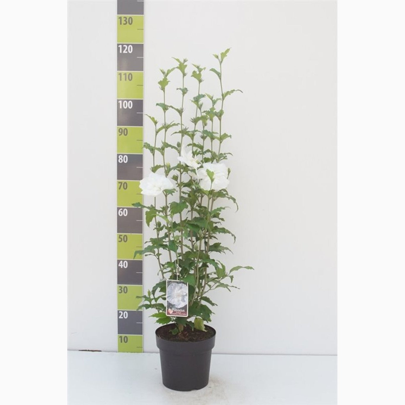 Hibiskus – Hibiscus syriacus 'White Chiffon' - C4,6 50-60 CM